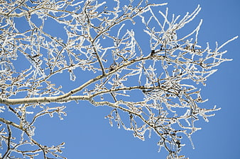 Frost-covered tree branches against a clear blue winter sky