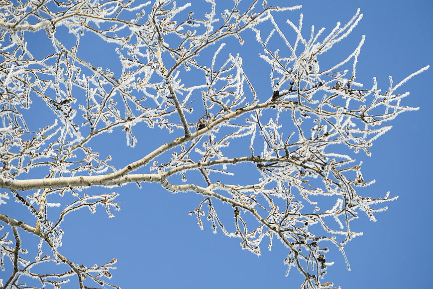 Frost-covered tree branches against a clear blue winter sky