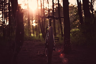 Mountain Bike in Forest at Golden Hour Sunlight