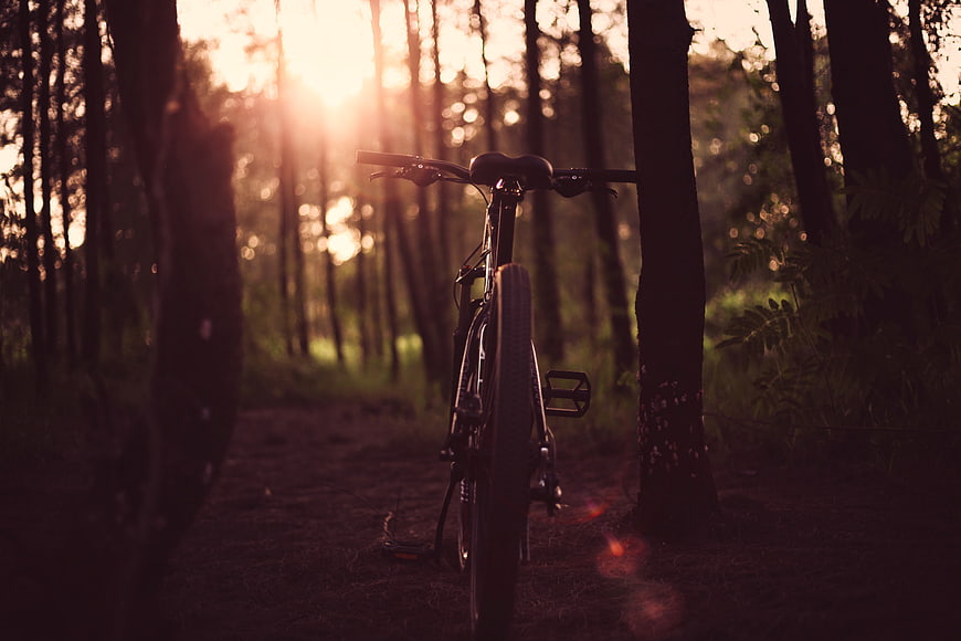 Mountain Bike in Forest at Golden Hour Sunlight
