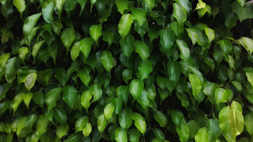 Close-up of lush green leaves with water droplets