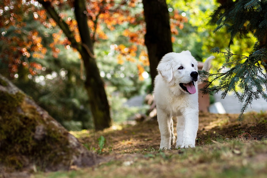 White Puppy Walking on Forest Path with Autumn Foliage