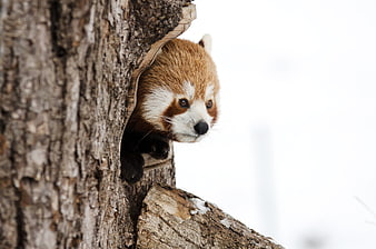 Cute Red Panda Peeking Out of Tree Hollow in Winter