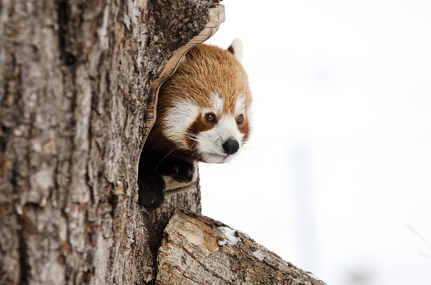Cute Red Panda Peeking Out of Tree Hollow in Winter
