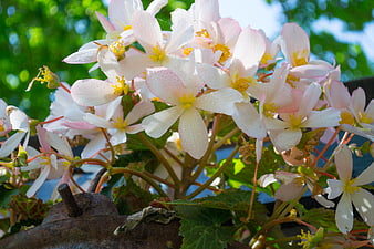 Close-up of delicate pink and white begonia flowers with dew drops