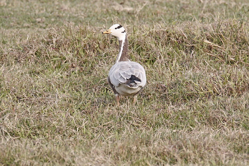 Bar-headed Goose Standing in Grassy Field
