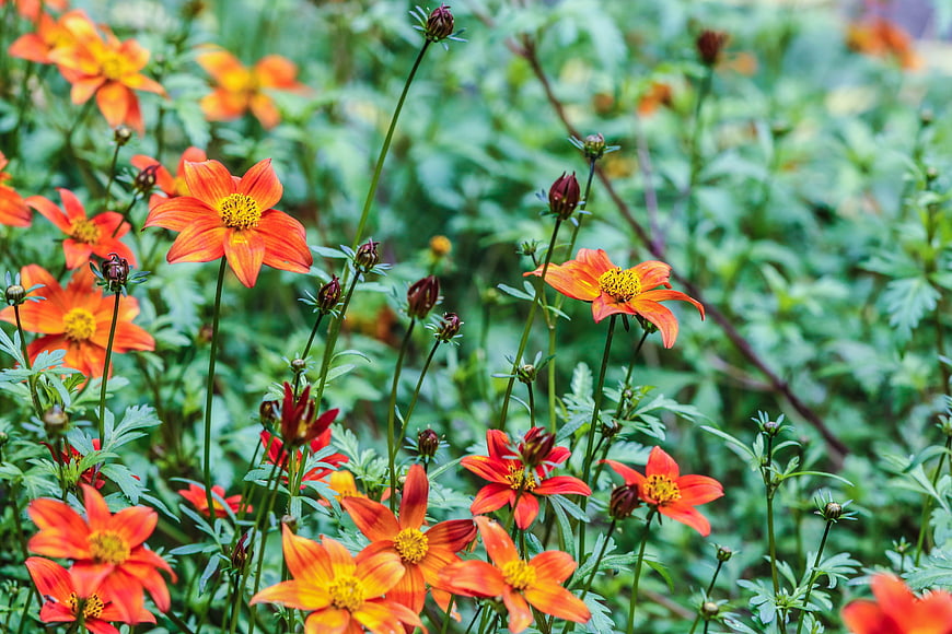 Vibrant Orange Cosmos Flowers in a Lush Green Garden