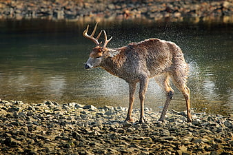 Red Deer Stag Shaking Water on Rocky Riverbank