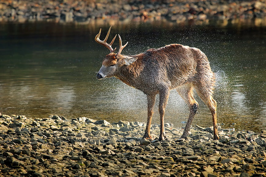 Red Deer Stag Shaking Water on Rocky Riverbank