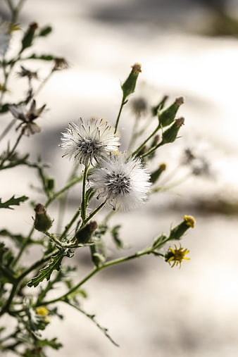 Close-up of wild dandelion seed heads in autumn