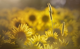Sunlit Sunflower Field with Tall Grass Stalks