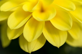Close-up of vibrant yellow flower petals with soft focus
