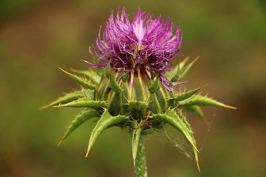 Close-up of a purple thistle flower bud with sharp green spines