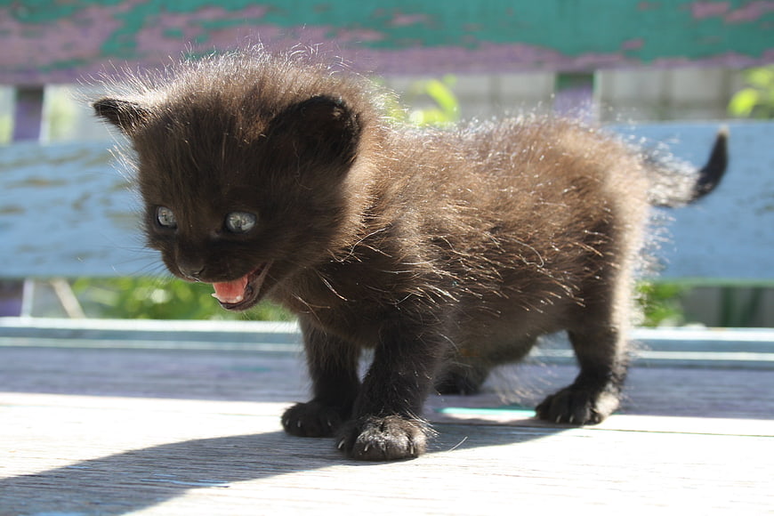 Cute fluffy black kitten hissing in sunlight