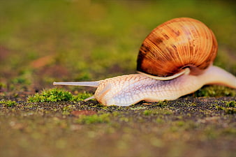 Macro Snail Crawling On Mossy Surface