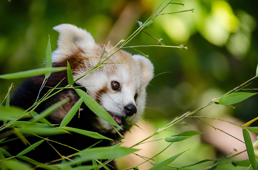 Cute Red Panda Eating Bamboo Leaves in Forest