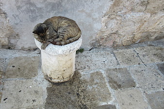 Sleeping Tabby Cat on Stone Bollard in Old Town