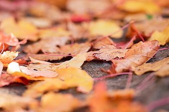 Close-up of colorful autumn leaves on the ground