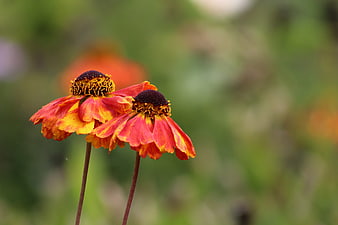 Close-up of two vibrant red and yellow Helenium flowers