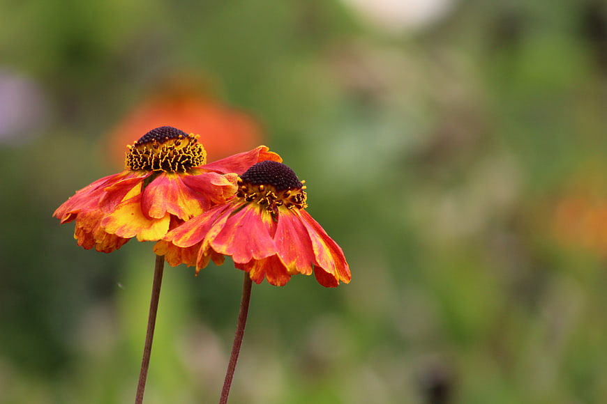 Close-up of two vibrant red and yellow Helenium flowers