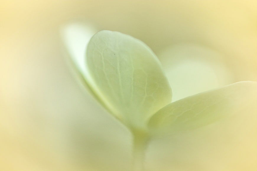 Soft Focus Macro of Pale Yellow Flower Petals