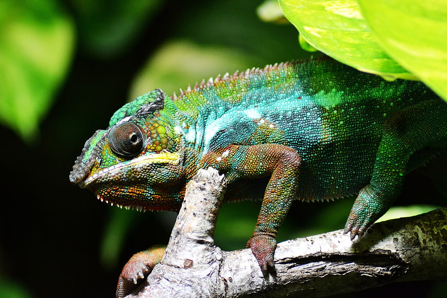 Vibrant Green Chameleon Perched on a Branch