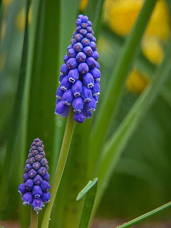 Close-up of Purple Grape Hyacinth Flowers in Spring Garden