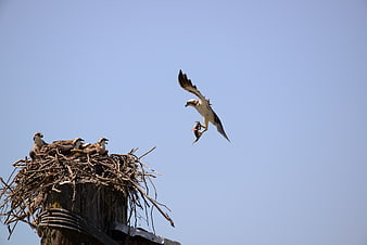 Osprey Returning to Nest with Fish for Chicks