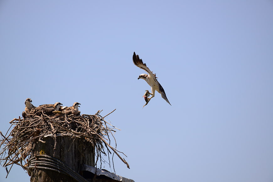 Osprey Returning to Nest with Fish for Chicks