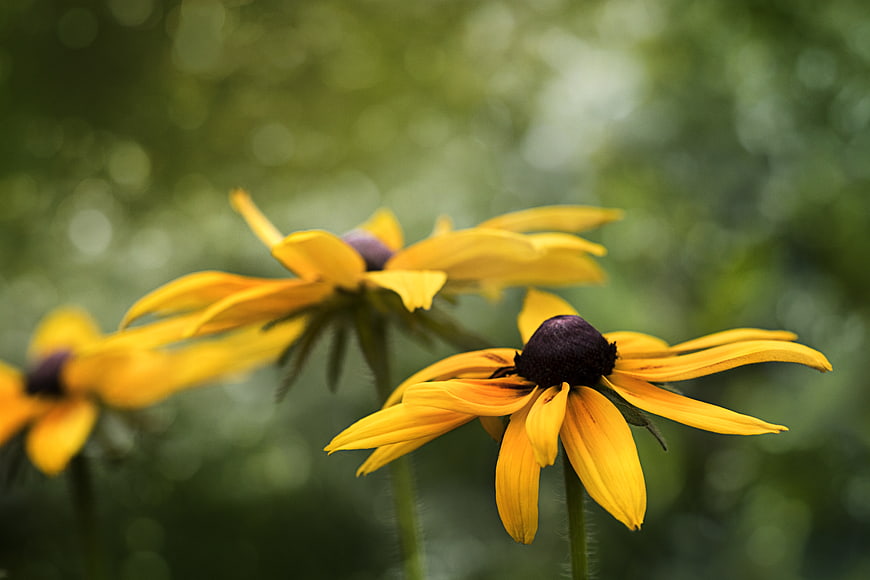 Close-up of yellow black-eyed susan flowers in a garden