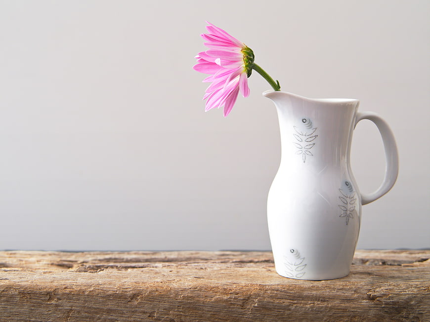 Pink Dahlia in White Ceramic Pitcher on Rustic Wood