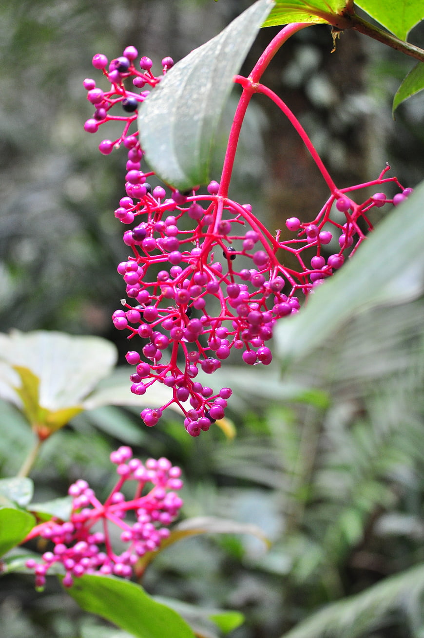 Vibrant Pink Medinilla Berries Hanging from Branch