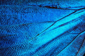 Macro Butterfly Wing Texture Blue Turquoise Insect Scales
