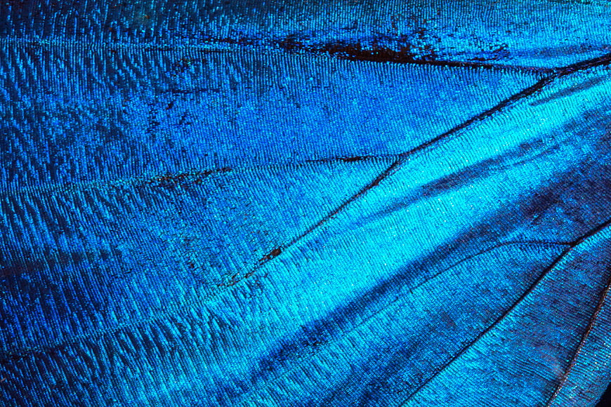 Macro Butterfly Wing Texture Blue Turquoise Insect Scales