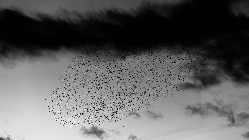 Dramatic Black and White Flock of Birds Flying Under Dark Clouds