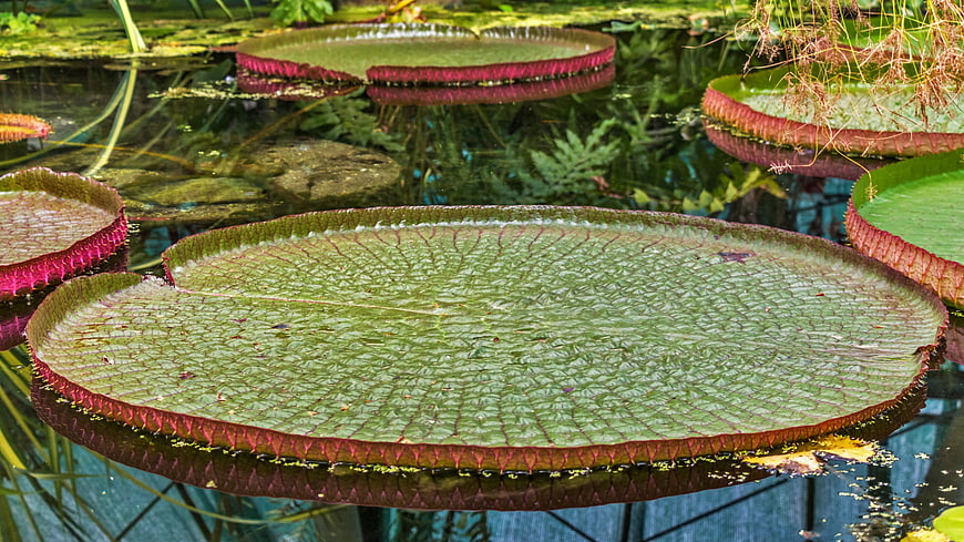 Giant Victoria Amazonica Water Lily Pads Floating in Pond