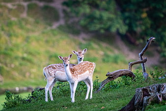 Two Spotted Fallow Deer Fawns Standing in Green Meadow