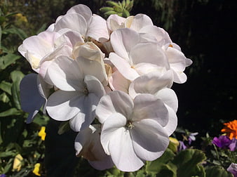 Close-up of white geranium flowers in sunlight