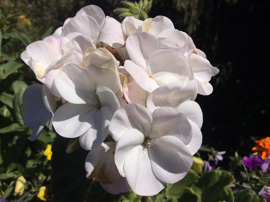 Close-up of white geranium flowers in sunlight