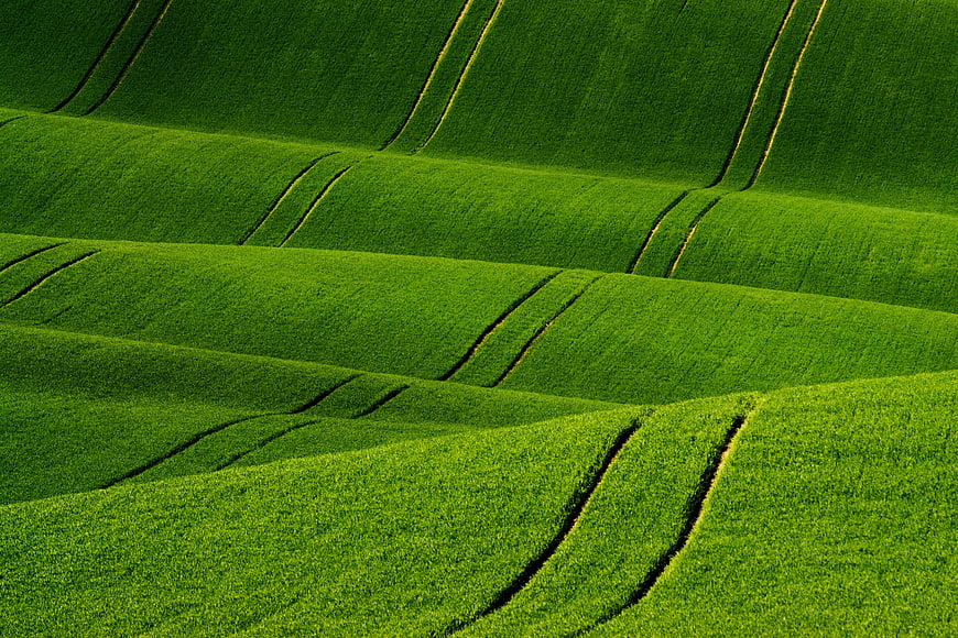 Aerial view of vibrant green rolling agricultural fields with tractor tracks