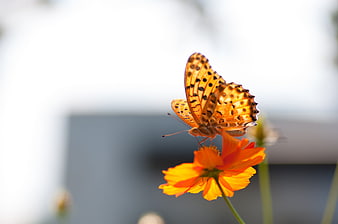 Orange Fritillary Butterfly on Yellow Cosmos Flower