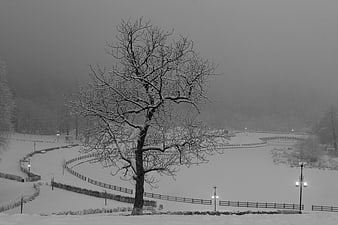 Solitary Snow-Covered Tree in Winter Landscape