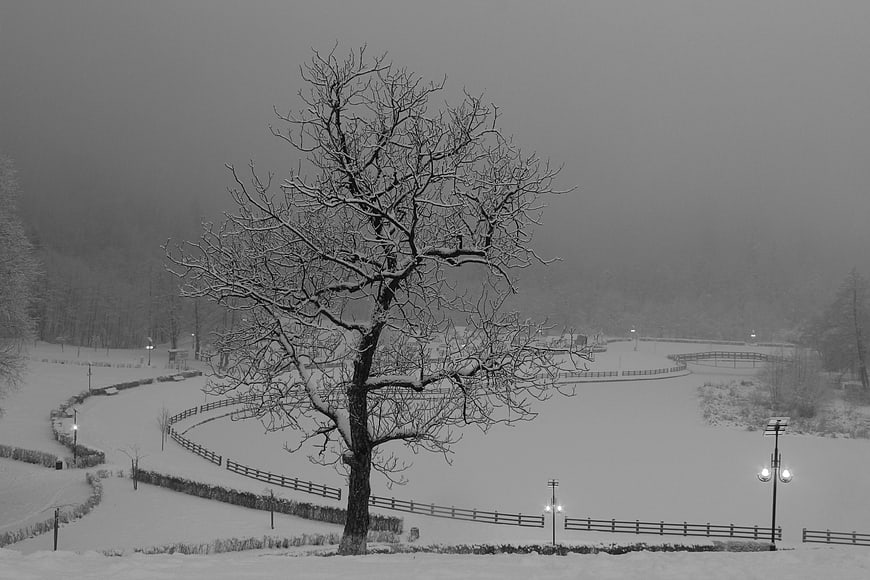 Solitary Snow-Covered Tree in Winter Landscape