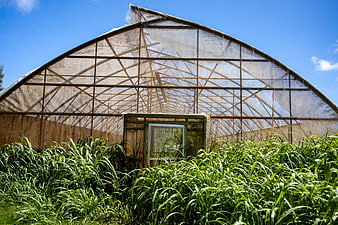 Overgrown greenhouse structure with tall grass and blue sky