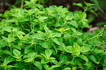 Fresh Green Oregano Leaves Growing in Garden