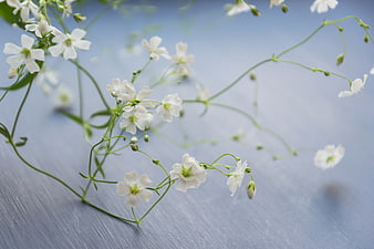 Delicate white gypsophila flowers on blue wooden background