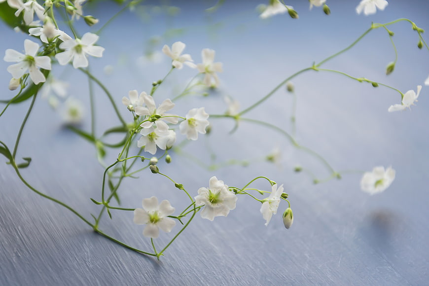 Delicate white gypsophila flowers on blue wooden background