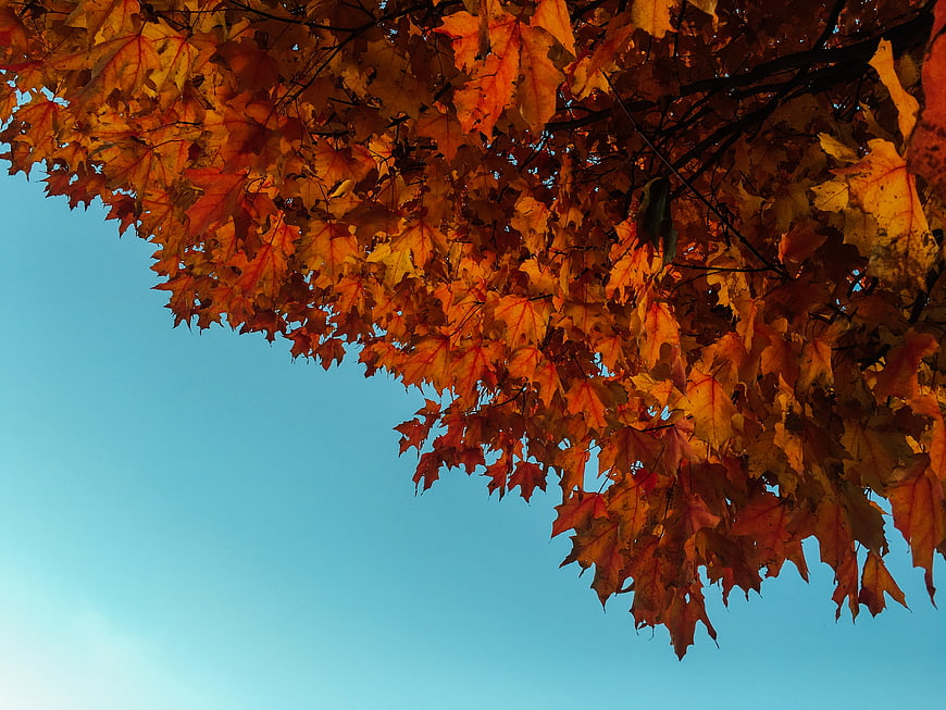Vibrant Orange Autumn Leaves Against Blue Sky