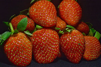 Fresh Red Strawberries on Dark Background