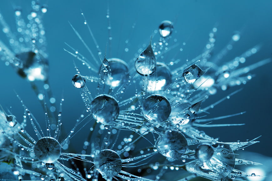 Macro Photography of Water Droplets on Plant Spikes